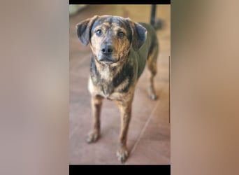 Hektor sucht sein Platz für immer!