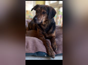 Hektor sucht sein Platz für immer!