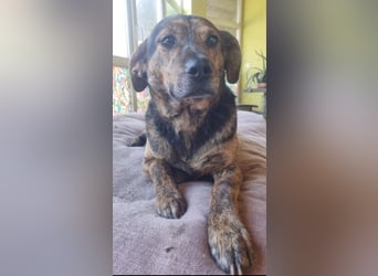 Hektor sucht sein Platz für immer!