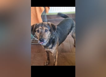 Hektor sucht sein Platz für immer!