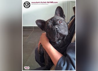 Kleiner Sonnenschein Piet sucht sein Körbchen