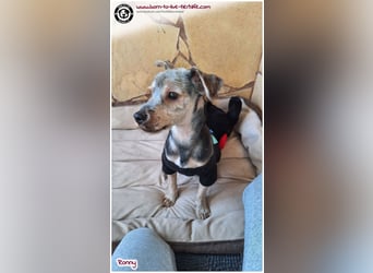 Not - Fellchen RONNY sucht ein Zuhause