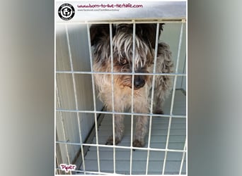 Wuschel Piper sucht ein Zuhause für immer