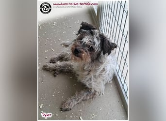 Wuschel Piper sucht ein Zuhause für immer