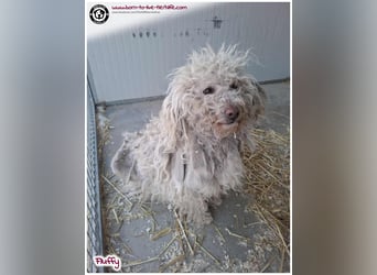 Wuschel Fluffy sucht ein Zuhause