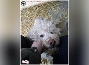 Wuschel Fluffy sucht ein Zuhause