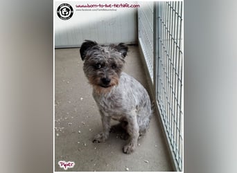 Wuschel Piper sucht ein Zuhause für immer