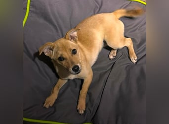 Kleine Kylie auf der Suche nach ihrem Zuhause
