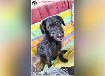 Dreibeinchen Hope sucht liebes Zuhause
