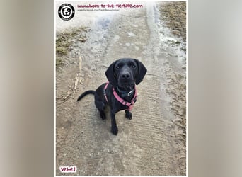 Velvet sucht ein neues Zuhause