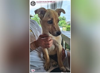 Kleine Kylie auf der Suche nach ihrem Zuhause