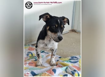 Der kleine Ari sucht ein warmes Körbchen