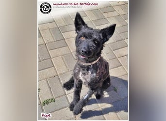 Schönes Einzelplätzchen für HOPE gesucht