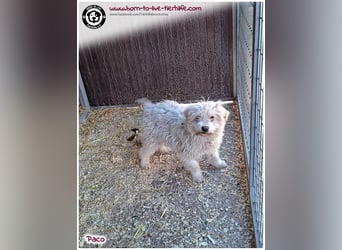 Wuschelchen Paco auf der Suche nach seinen Menschen