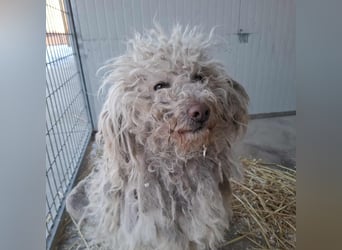 Wuschel Fluffy sucht ein Zuhause