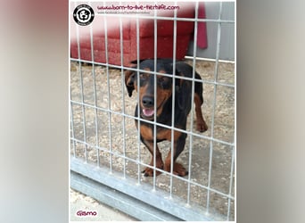 Süßer Gismo auf der Suche nach einem liebevollen Zuhause