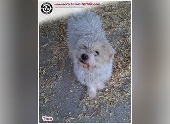 Wuschelchen Paco auf der Suche nach seinen Menschen