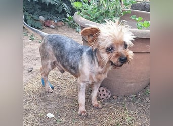 Dobby sucht ein Zuhause für immer
