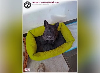 Kleiner Sonnenschein Piet sucht sein Körbchen