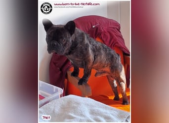 Kleiner Sonnenschein Piet sucht sein Körbchen