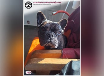 Kleiner Sonnenschein Piet sucht sein Körbchen