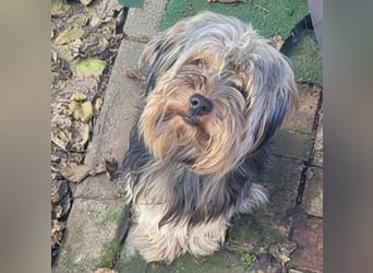 Not - Fellchen RONNY sucht ein Zuhause