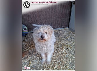 Wuschelchen Paco auf der Suche nach seinen Menschen