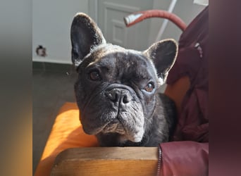 Kleiner Sonnenschein Piet sucht sein Körbchen