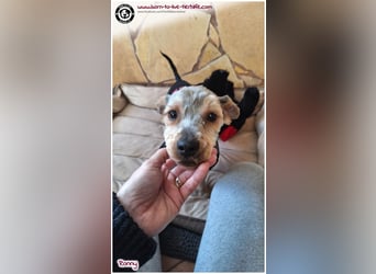 Not - Fellchen RONNY sucht ein Zuhause