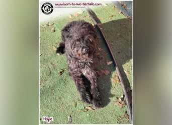 Schönes Einzelplätzchen für HOPE gesucht