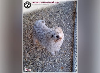 Wuschelchen Paco auf der Suche nach seinen Menschen