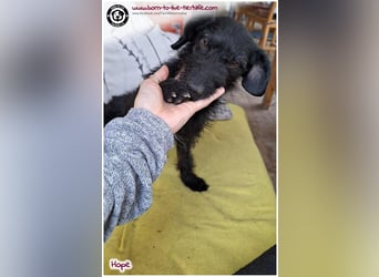 Dreibeinchen Hope sucht liebes Zuhause