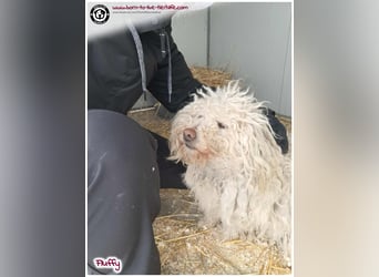 Wuschel Fluffy sucht ein Zuhause