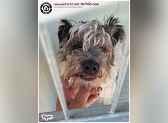Wuschel Piper sucht ein Zuhause für immer