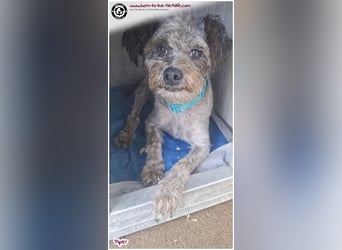 Wuschel Piper sucht ein Zuhause für immer