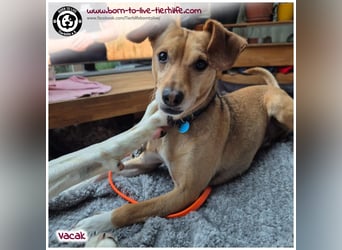 VACAK sucht ein Zuhause