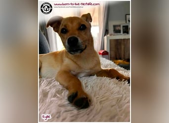Kleine Kylie auf der Suche nach ihrem Zuhause