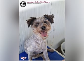 Wuschel Piper sucht ein Zuhause für immer