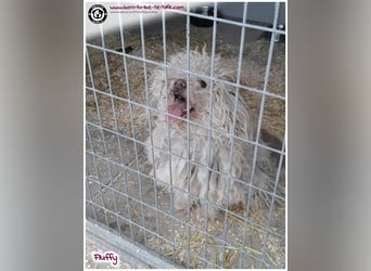 Wuschel Fluffy sucht ein Zuhause