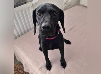 Velvet sucht ein neues Zuhause