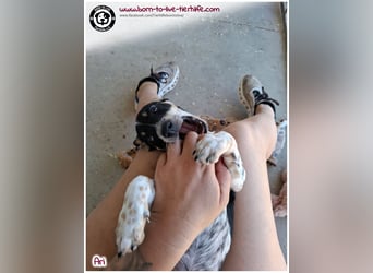 Der kleine Ari sucht ein warmes Körbchen