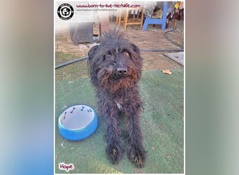 Schönes Einzelplätzchen für HOPE gesucht