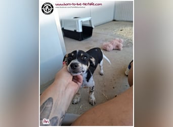Der kleine Ari sucht ein warmes Körbchen