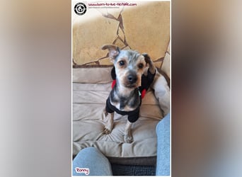 Not - Fellchen RONNY sucht ein Zuhause