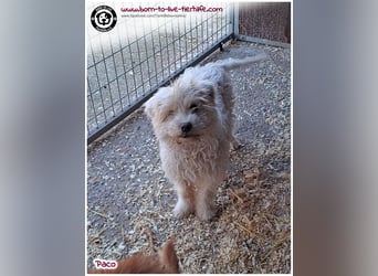 Wuschelchen Paco auf der Suche nach seinen Menschen