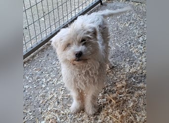 Wuschelchen Paco auf der Suche nach seinen Menschen