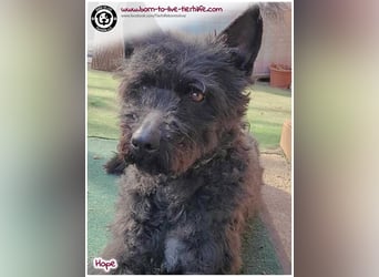 Schönes Einzelplätzchen für HOPE gesucht