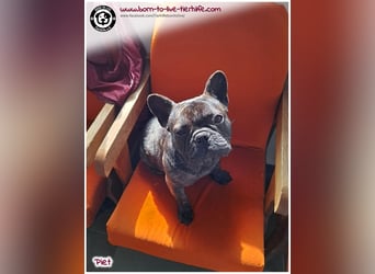 Kleiner Sonnenschein Piet sucht sein Körbchen