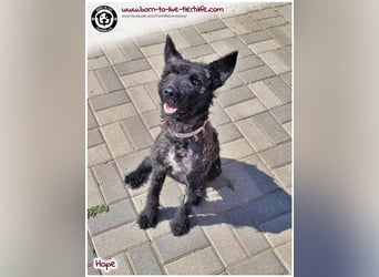 Schönes Einzelplätzchen für HOPE gesucht