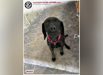 Velvet sucht ein neues Zuhause